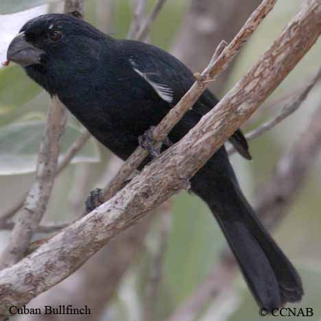 Birds of Cuba