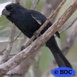 Cuban Bullfinch