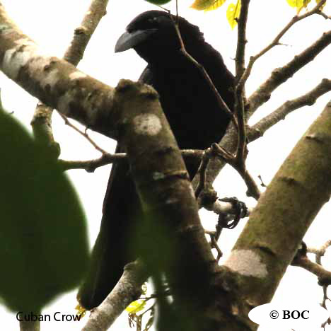 Birds of Cuba