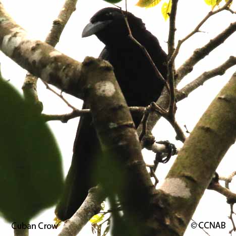 Birds of Cuba