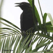 Cuban Crow