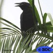 Cuban Crow