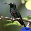 Cuban Emerald