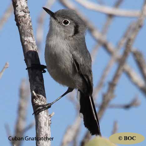 Birds of Cuba