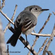 Gnatcatchers