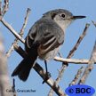 Gnatcatchers