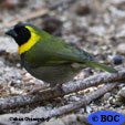 Cuban Grassquit