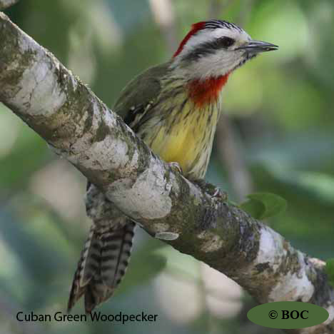 Birds of Cuba
