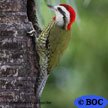 Cuban Green Woodpecker
