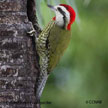 Cuban Green Woodpecker