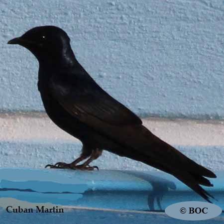 Birds of Cuba