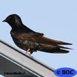 Cuban Martin