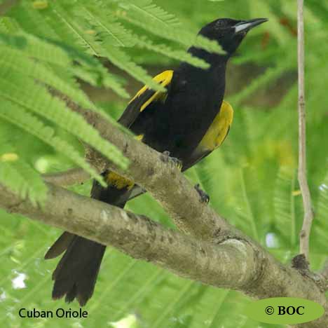 Birds of Cuba