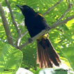 Cuban Oriole