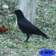 Cuban Palm-Crow