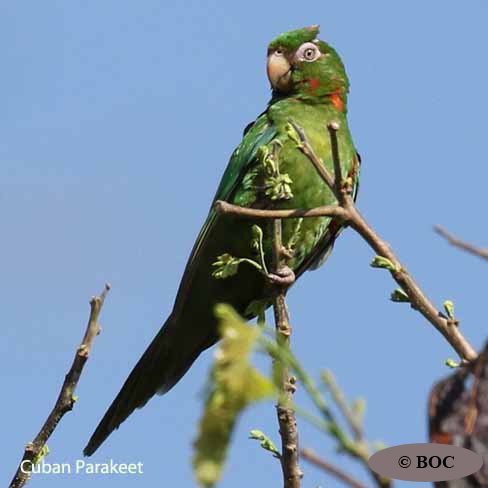 Birds of Cuba