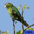 Cuban Parakeet