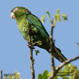 Cuban Parakeet