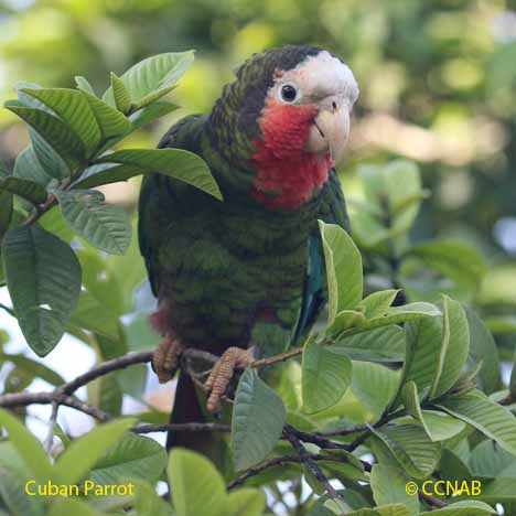 Cuban Birds