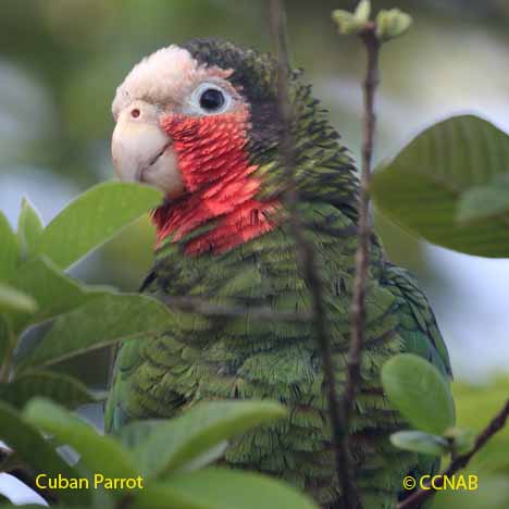 Cuban Birds