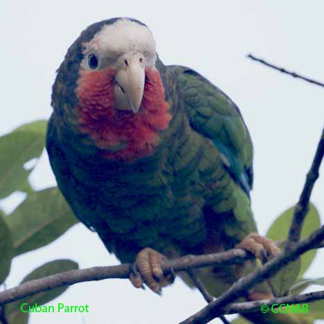 Cuban Birds