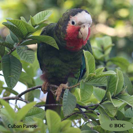 Birds of Cuba