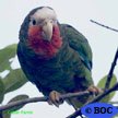 Cuban Parrot