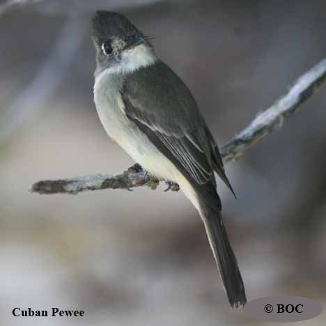 Birds of Cuba