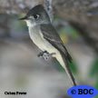 Cuban Pewee