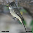 Cuban Pewee