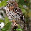 Cuban Pygmy-Owl