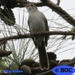 Cuban Solitaire