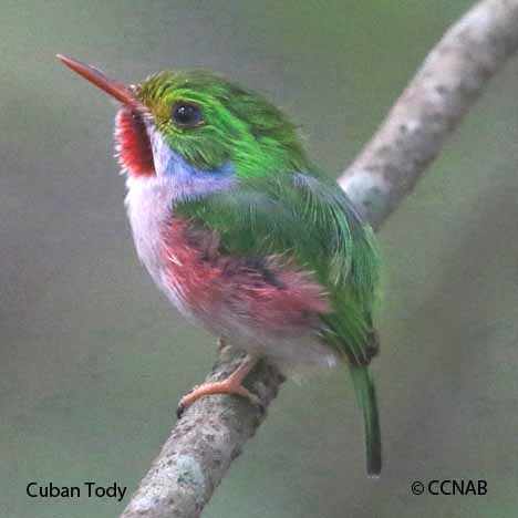 Cuban Birds