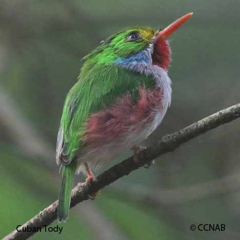 Birds of Cuba