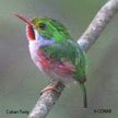 Cuban Tody