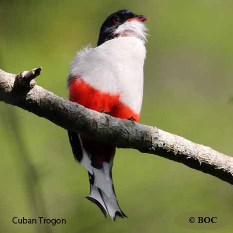 Birds of Cuba