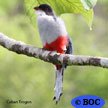 Cuban Trogon