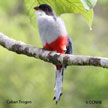 Cuban Trogon