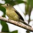 Cuban Vireo