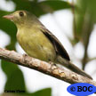 Cuban Vireo