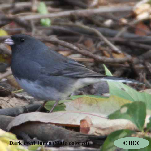 Birds of Cuba