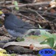Dark-eyed Junco (Slate-colored)