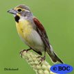 Dickcissel
