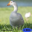 Domesticated Chinese White Goose