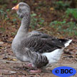 Domestic Graylag Goose 