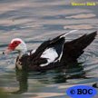Domestic Muscovy Duck