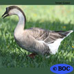 Domestic Swan Goose 