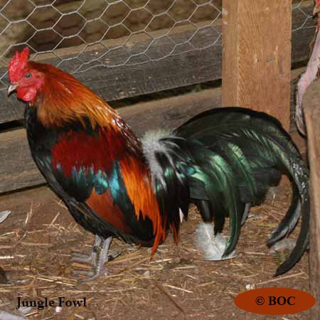 Birds of North America