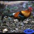 Domesticated Junglefowl