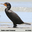 Double-crested Cormorant